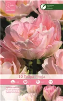 Blumenzwiebeln - Tulpen Finola / Gefüllte späte hell rosa, 10 Stück