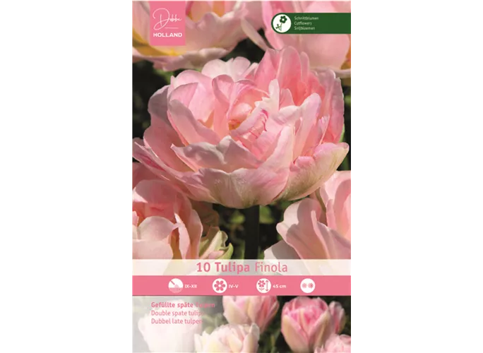 Blumenzwiebeln - Tulpen Finola / Gefüllte späte hell rosa, 10 Stück