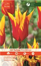 Blumenzwiebeln - Tulpen Fire Wings / Lilienblütig rot gelb, 10 Stück
