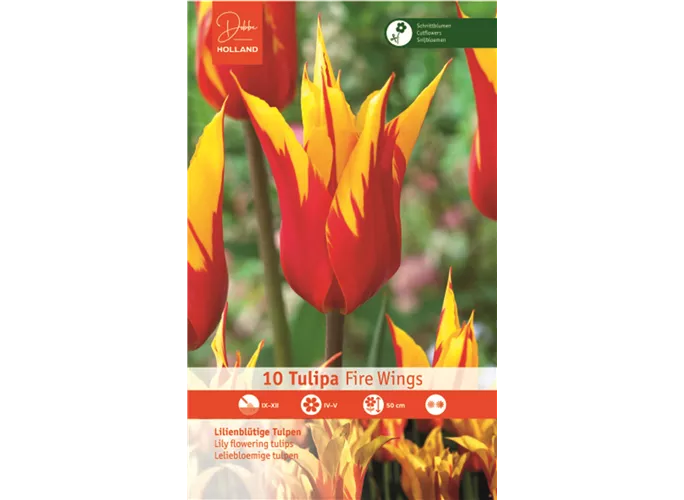 Blumenzwiebeln - Tulpen Fire Wings / Lilienblütig rot gelb, 10 Stück