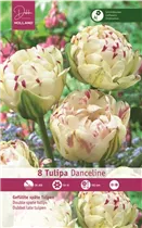 Blumenzwiebeln - Tulpen Danceline / Gefüllte späte weiß rosa, 8 Stück