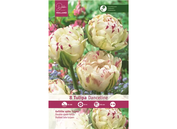 Blumenzwiebeln - Tulpen Danceline / Gefüllte späte weiß rosa, 8 Stück