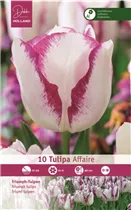Blumenzwiebeln - Tulpen Affaire Triumph Weiß 10 Stück - Purpurviolett