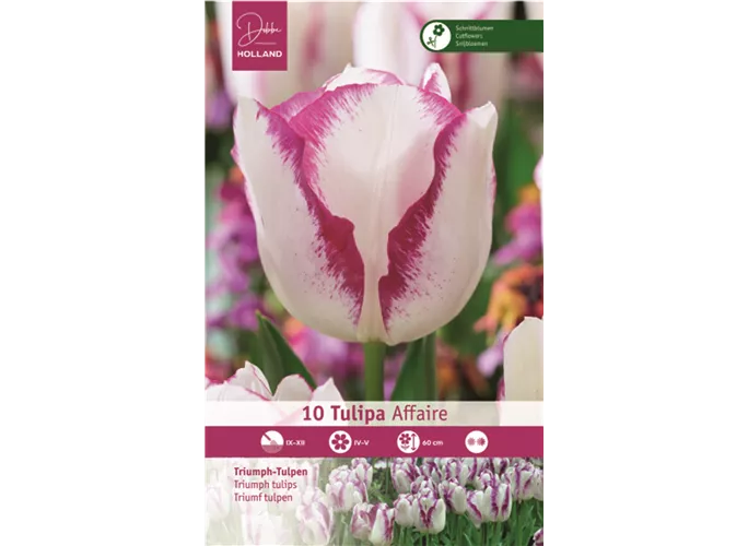 Blumenzwiebeln - Tulpen Affaire Triumph Weiß 10 Stück - Purpurviolett
