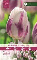 Blumenzwiebeln - Tulpen Flaming Flag / Triumph weiß purpur gefl., 10 Stück