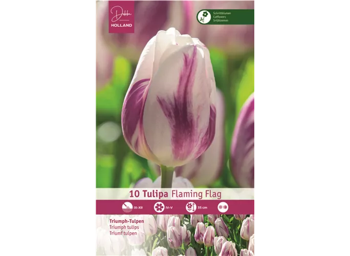 Blumenzwiebeln - Tulpen Flaming Flag / Triumph weiß purpur gefl., 10 Stück