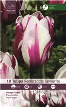 Blumenzwiebeln - Tulpen Rembr.Favourite / Rembrandt violett weiß, 10 Stück