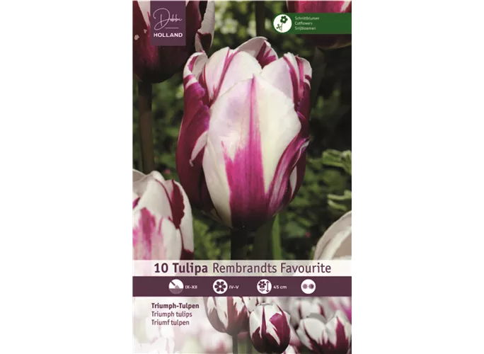 Blumenzwiebeln - Tulpen Rembr.Favourite / Rembrandt violett weiß, 10 Stück