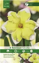 Blumenzwiebeln - Narzissen Cassata / Splittkronig hell gelb weiß, 8 Stück