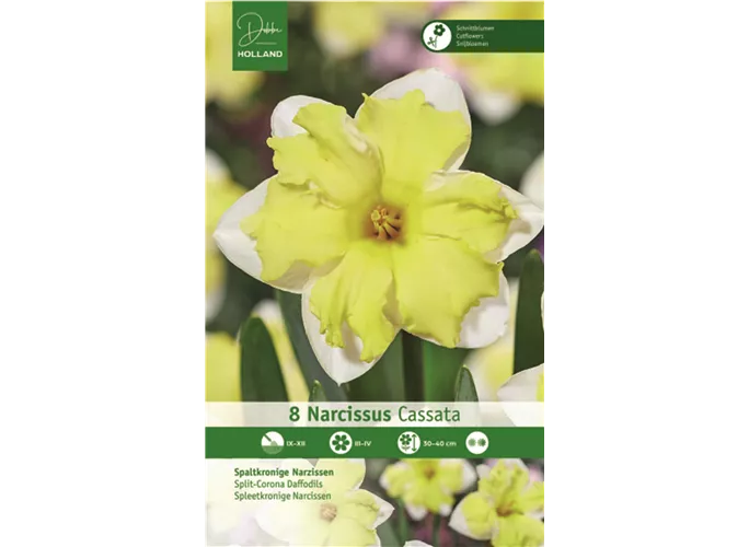 Blumenzwiebeln - Narzissen Cassata / Splittkronig hell gelb weiß, 8 Stück