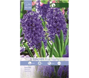 Blumenzwiebeln - Hyazinthen Blue Trophy blau, 5 Stück