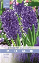 Blumenzwiebeln - Hyazinthen Blue Trophy blau, 5 Stück