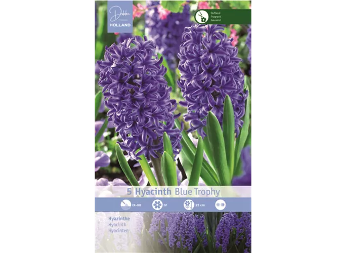 Blumenzwiebeln - Hyazinthen Blue Trophy blau, 5 Stück