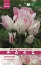 Blumenzwiebeln - Tulpen Candy Club Mehrblütig weiß-rosa, 10 Stück