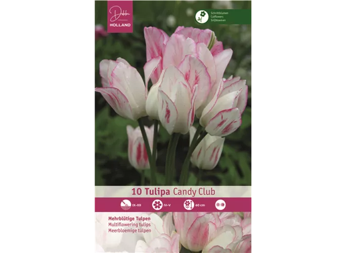 Blumenzwiebeln - Tulpen Candy Club Mehrblütig weiß-rosa, 10 Stück