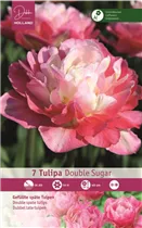 Blumenzwiebeln - Tulpen Double Sugar Gefüllte Späte rosa, hellrosa, 7 Stück