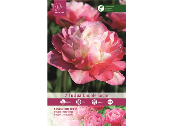 Blumenzwiebeln - Tulpen Double Sugar Gefüllte Späte rosa, hellrosa, 7 Stück