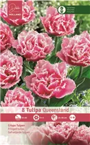 Blumenzwiebeln - Tulpen Queensland / Gefüllte gefr. rosa-weiße Rand, 8 Stück
