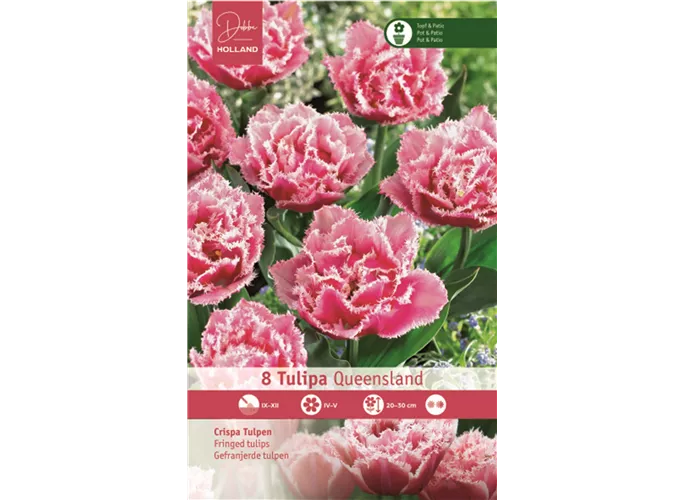 Blumenzwiebeln - Tulpen Queensland / Gefüllte gefr. rosa-weiße Rand, 8 Stück