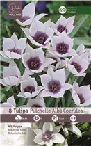 Blumenzwiebeln - Tulpen Pulchella Alba Coerulea Wildtulpen weiß-violett, 8 Stück