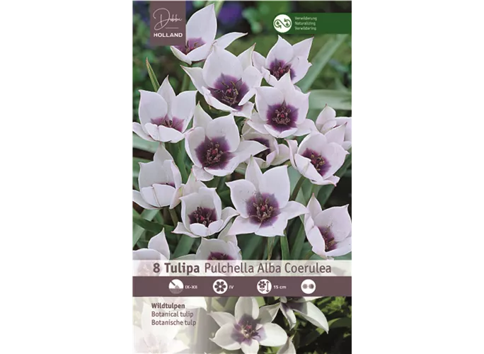 Blumenzwiebeln - Tulpen Pulchella Alba Coerulea Wildtulpen weiß-violett, 8 Stück