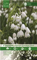 Blumenzwiebeln - Leucojum Gravetye Giant / Aprilbecher weiß, 5 Stück