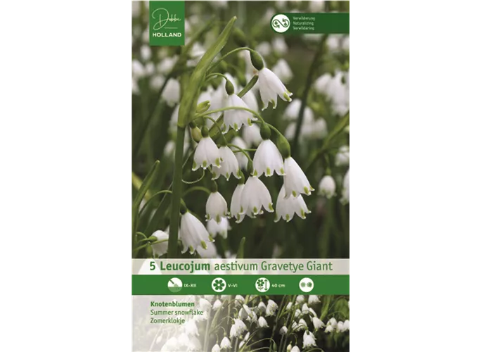 Blumenzwiebeln - Leucojum Gravetye Giant / Aprilbecher weiß, 5 Stück