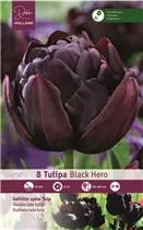 Blumenzwiebeln - Tulpen Black Hero / Gefüllte späte schwarz, 8 Stück