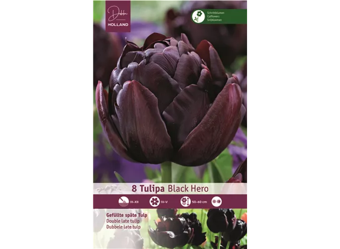 Blumenzwiebeln - Tulpen Black Hero / Gefüllte späte schwarz, 8 Stück