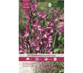 Blumenzwiebeln - Gladiolus Byzantinus x10