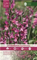 Blumenzwiebeln - Gladiolus Byzantinus x10