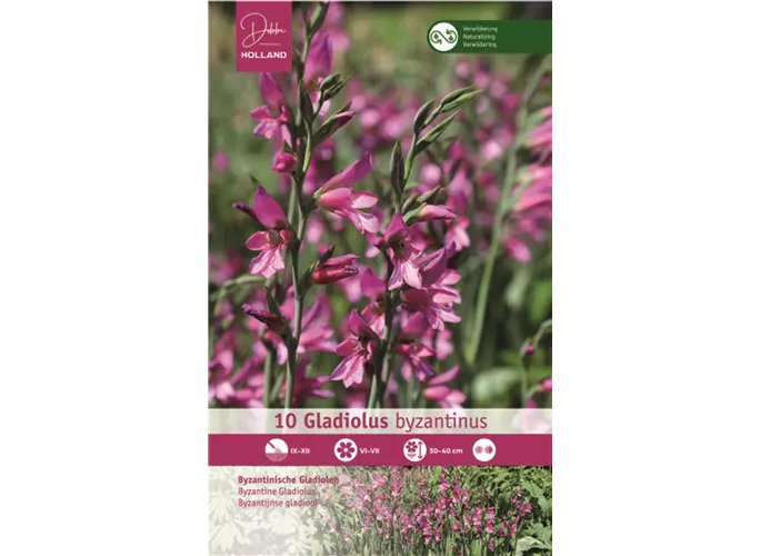 Blumenzwiebeln - Gladiolus Byzantinus x10