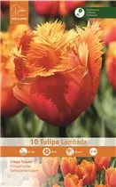 Blumenzwiebeln - Tulpen Lambada
