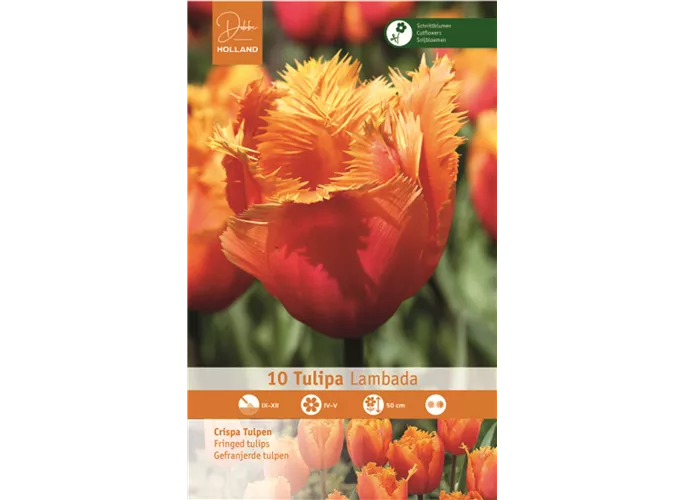 Blumenzwiebeln - Tulpen Lambada