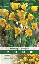 Blumenzwiebeln - Tulpen Sylvestris