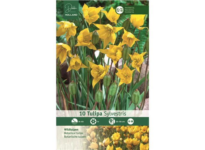 Blumenzwiebeln - Tulpen Sylvestris