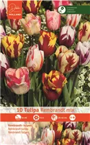 Blumenzwiebeln - Tulpen Rembrandt Mischung
