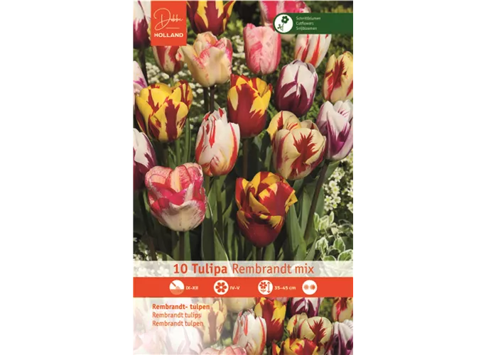Blumenzwiebeln - Tulpen Rembrandt Mischung