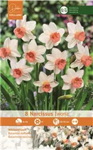 Blumenzwiebeln - Narzissen Iwona alpenveilchenartig 8 Stück