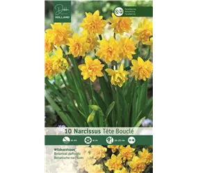 Blumenzwiebeln - Garten-Narzisse Tete Boucle, 10 Stück