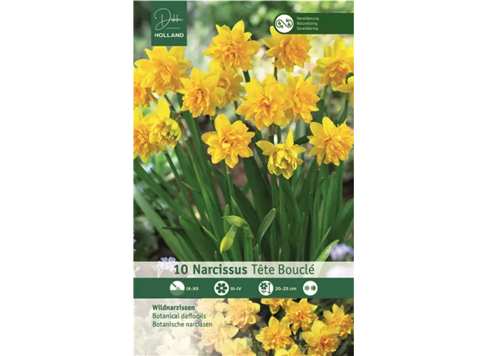 Blumenzwiebeln - Garten-Narzisse Tete Boucle, 10 Stück