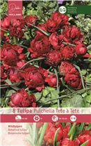 Blumenzwiebeln - Tulpen pulchella Tete à Tete x8