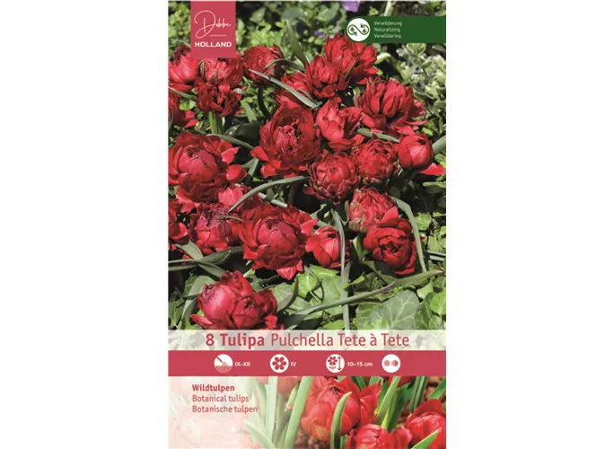 Blumenzwiebeln - Tulpen pulchella Tete à Tete x8