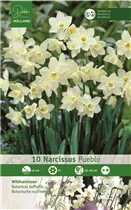 Blumenzwiebeln - Narzisse Pueblo