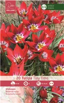 Blumenzwiebeln - Tulpen Tiny Timo