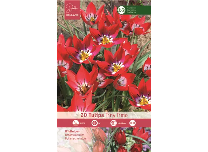 Blumenzwiebeln - Tulpen Tiny Timo