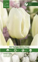  - Tulpen White Flag