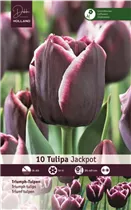  - Tulpen Jackpot
