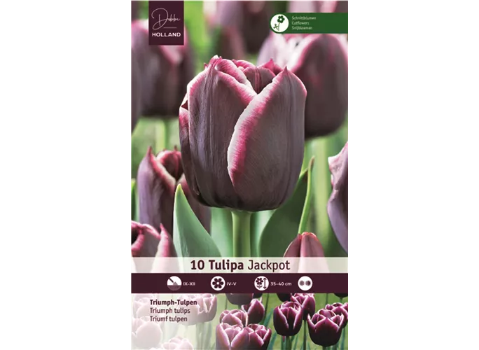  - Tulpen Jackpot