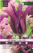  - Tulpen Pulchella Little Beauty